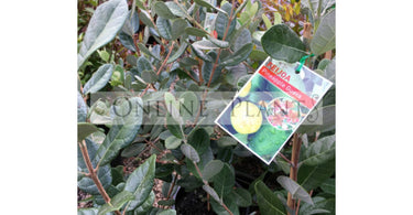 Growing Pineapple Guava: A Guide to Cultivating and Caring for Feijoa Trees