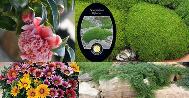 Australian Native Ground Cover Plants