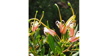 Guide To Choosing, Planting, And Taking Care Of Your Grevillea