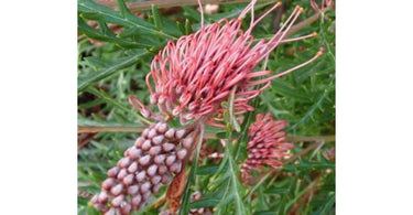 Whats Not To Love In This Beautiful Grevillea?