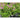 How to Grow & Care Hebe Plants