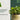 How to Grow and Care for the Stunning Red Spider Lily in Your Garden