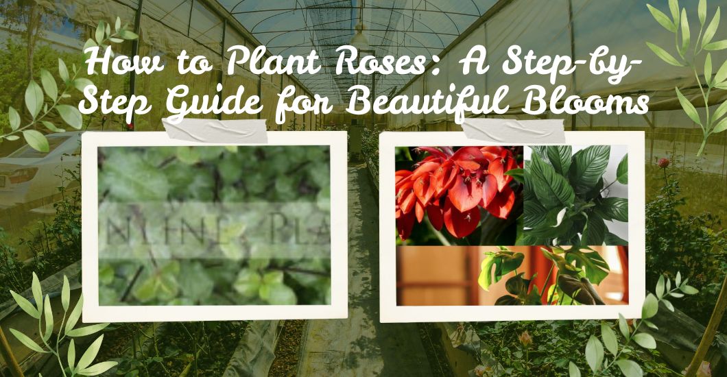 How to Plant Roses: A Step-by-Step Guide for Beautiful Blooms