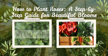 How to Plant Roses: A Step-by-Step Guide for Beautiful Blooms