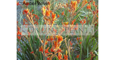 Where To Buy Masquerade Kangaroo Paw?