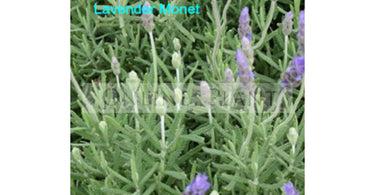 Perennial Flowering Shrubs To Grow In 2023
