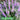 Liriope Plants Fact Sheet