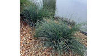 What Are The Most Recommended Varieties Of Lomandra?