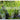 Tropical Climate Gardening