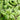 Create Hedges With Pittosporum Silver Sheen - Here's Why?