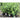 Amazing Ways To Decor Your Restaurant With Pittosporum