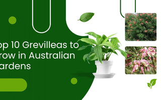 Top 10 Grevilleas to Grow in Australian Gardens