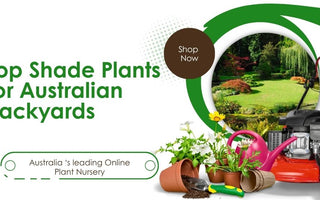 Top Shade Plants for Australian Backyards