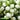 The Snowball Tree: A Closer Look at Viburnum Opulus and Its Magnificent White Blooms