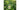 3 Best Lilly Pilly Varieties Ideal For Privacy & Screening
