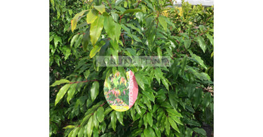 3 Best Lilly Pilly Varieties Ideal For Privacy & Screening