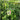3 Best Lilly Pilly Varieties Ideal For Privacy & Screening