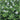 Westringia Varieties – Grow and Care