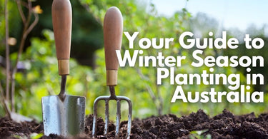 Your Guide to Winter Season Planting in Australia