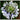 A Lovely Plant To Beautify Your Patio - Agapanthus