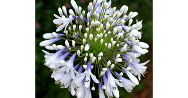 A Lovely Plant To Beautify Your Patio - Agapanthus