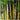 Buy Bamboo Plants Online And Beautify Your Garden