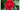 Getting To Know Camellia Family