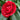 Getting To Know Camellia Family