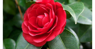 Getting To Know Camellia Family