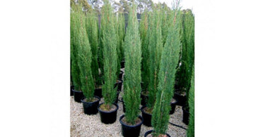 Create A Natural Fence With Pencil Pine