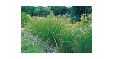Bush Survival Plant - Lomandra Longifolia
