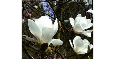 Magnolias Are Every Gardener's Favourite! - Know Why?
