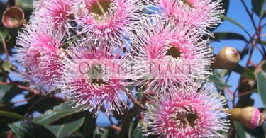 Buying Plants over the internet