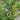Which Lilly Pilly Is Good For Your Garden?