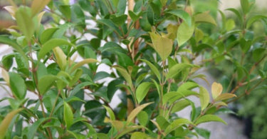 Which Lilly Pilly Is Good For Your Garden?