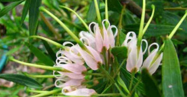 Add Colour To Your Garden With Glorious Grevilleas