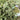 Is Pittosporum Good For Fencing Your Yard - Find How?