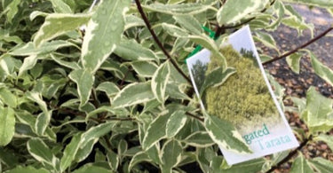 Is Pittosporum Good For Fencing Your Yard - Find How?