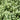 Is Pittosporum The Right Plant For Your Garden? – Read To Find Out