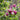 How To Design A Walkway With Beautiful Saucer Magnolias?