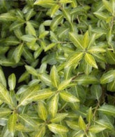 Looking For A Plant That Helps With Hedging & Privacy? - Pittosporum Is The Best!