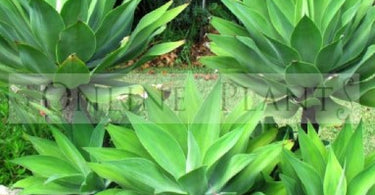Agave Plants – Urban Gardener’s Favourite – Know Why?