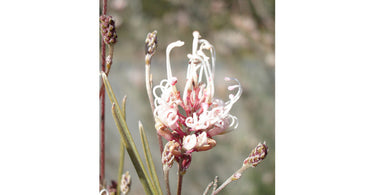How To Grow Grevillea In A Pot?