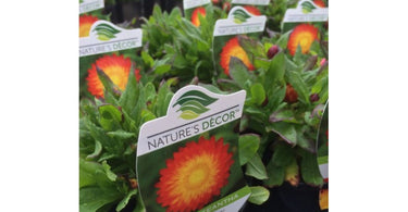 Spring Planting Tips