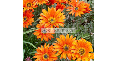 Hot Weather Gardening Tips