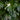 House Plant With Big Leaves - Create Bold Impact in Australian Gardens