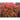 Red Tips Photinia CPR