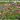 How To Select A Lilly Pilly Hedge?