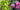 How to Grow and Care for Pittosporum Tenuifolium in Australian Gardens