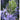 Get to Know the Many Varieties of Rosemary